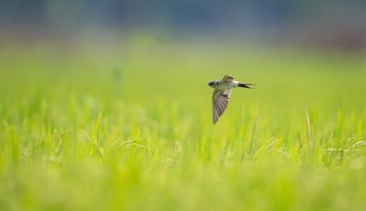 簿記1級の勉強どうする？最近の悩みのネタ！