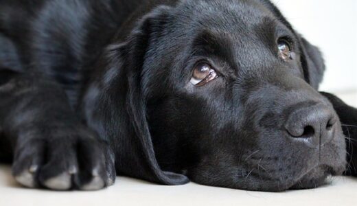 休職中の罪悪感と焦り。頑張ればできるけど頑張れない自分。